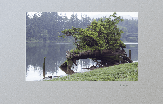 Ancient fallen tree in Nehalem river at low tide